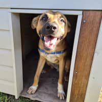 Photo of Roscoe