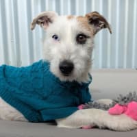 Photo of Roxy