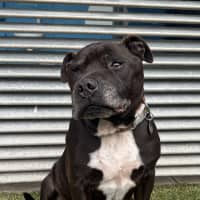 Photo of Winston