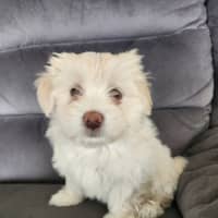 Photo of Bon Bon   8 Week Old Shih Tzu X Maltese (Trial)