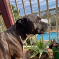 Photo of Charlie   7 Year Old Staffy X Great Dane 
