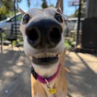 Photo of Lovey