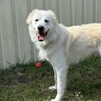 Photo of Buddy