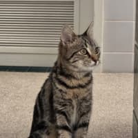 Photo of Willow
