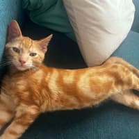 Photo of Fawkes 