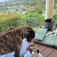 Photo of Dexter, The Brindle Greyhound