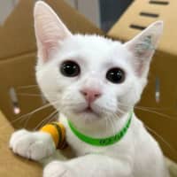 Photo of Powder
