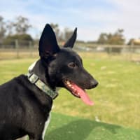 Photo of Oscar