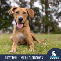 Photo of Bindi   1 Year Old Labrador X (Trial)