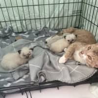 Photo of Daphne   Now At Pet Quarters Glendale