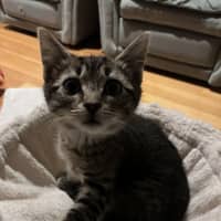 Photo of Lynx 