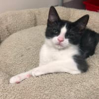 Photo of Penne   In Foster Care In Ashburton