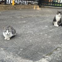 Photo of Bonnie & Clyde