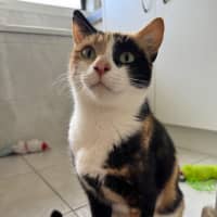 Photo of Mittens