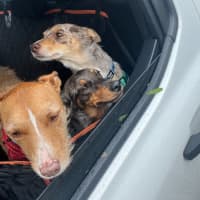 Photo of Slinky   1.5 Year Old Dachshund X Aus Shepherd