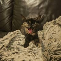 Photo of Pumpkin (Torti)