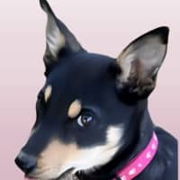 Photo of Dug 😍 Kelpie X, 12 Week Old, Male Puppy