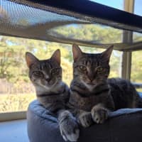 Photo of Poppy & Pepper