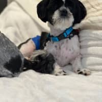 Photo of Hairy Mac Clary 