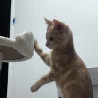 Photo of Buttercup