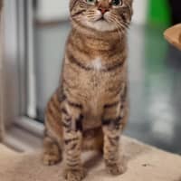 Photo of Curious Georgie