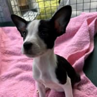 Photo of D1141 Minnie