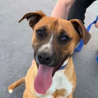 Photo of Broli *$350 Adoption Fee* 