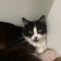 Photo of Kara (Now Mephiles)