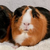 Photo of Sausage & Nutmeg