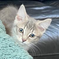 Photo of Aurora   Meet Me At Petstock Chelsea