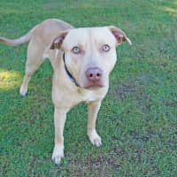 Photo of Scrappy