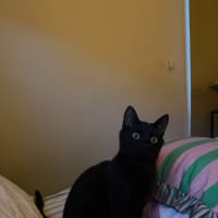 Photo of Cosmo