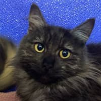 Photo of Kit Kat