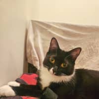Photo of Cleocatra