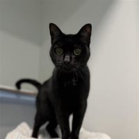 Photo of Cherry Blossom