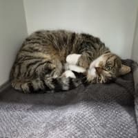 Photo of Tiger
