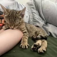 Photo of Atlas ** 2nd Chance Cat Rescue**