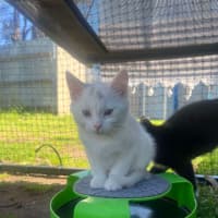 Photo of Lamington