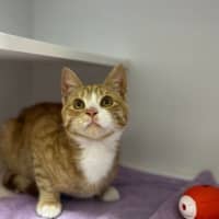 Photo of Simba