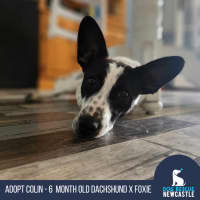 Photo of Colin   6 Month Old Dachshund X Foxie