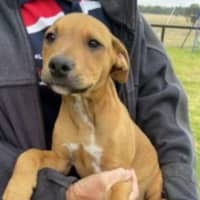 Photo of Teddy ~ Staffy X Beagle Puppy