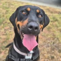 Photo of Honeysuckle