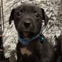 Photo of Collar Light Blue 