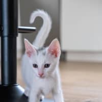 Photo of Loki