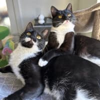 Photo of Peppa & Tabitha