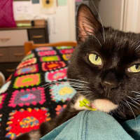 Photo of Daphne