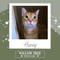 Photo of Henry