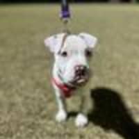 Photo of Bunyip