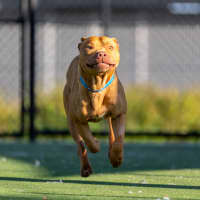 Photo of Theo Imp 690