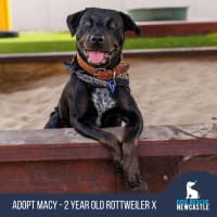 Photo of Macy   2 Year Old Rottweiler X